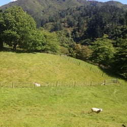 Ohinemuri Estate - Restaurant in a gorgeous setting surrounded by mountains and meadows with sheep.