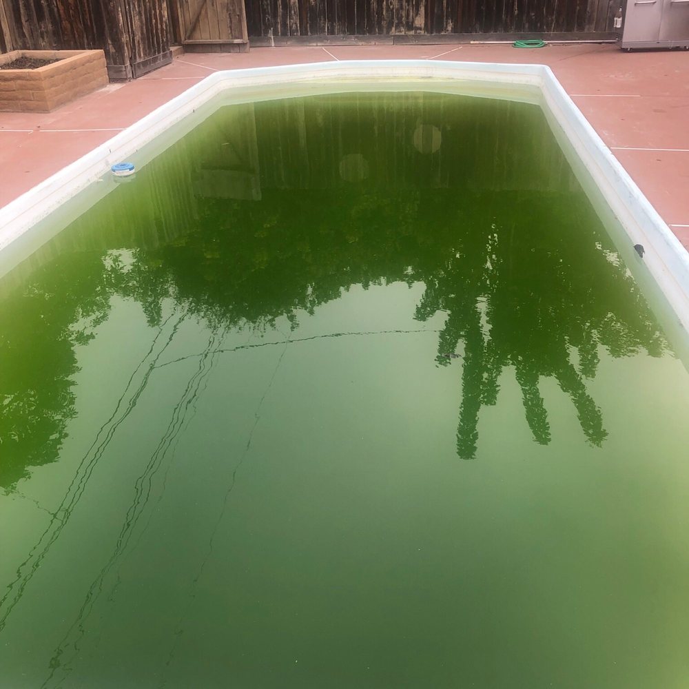 Condition of pool after his 2nd visit. Condition of pool after his 2nd visit.