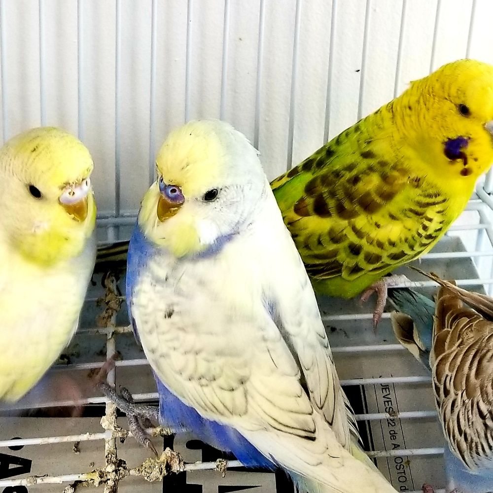 ANIMAL HOUSE PET SHOP Updated August 2024 211 Photos 3010 NW 7th