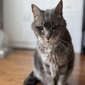 Somerset Paws and Purrs - Pet Boarding Near Me Somerset Paws and Purrs - Pet Boarding Near Me