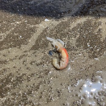 Artist Boat - Ghost Shrimp - Rafting/Kayaking Near Me - Galveston, Texas