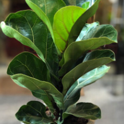 Gene's Greenhouses - Bambino Fiddle Leaf Ficus