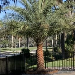 Sylvester Palm 1 month after installing Sylvester Palm 1 month after installing