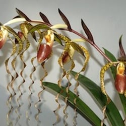 New Earth Orchids - Paph Ching Hua Dancer--fabulous flower