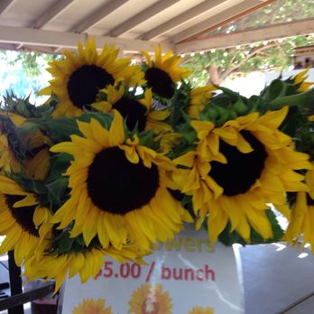 Farm Stand West, Fresh Produce, Pumpkin Patch, Christmas Trees - Sunflowers - Fruits & Veggies Near Me - Escondido, California Farm Stand West, Fresh Produce, Pumpkin Patch, Christmas Trees - Sunflowers - Fruits & Veggies Near Me - Escondido, California