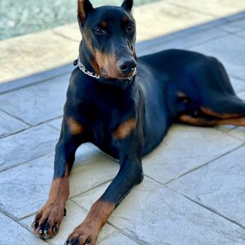 Elevated Canine Academy - Pet Training Near Me