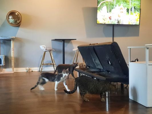 The Catio Cat Lounge by null