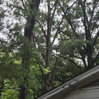 B G Tree Service - Tree Services Near Me B G Tree Service - Tree Services Near Me