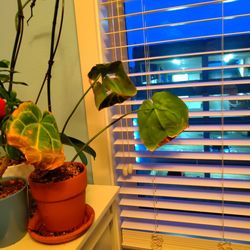 Send Nodes Plant Shop