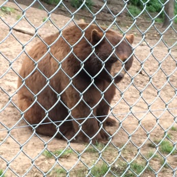 Oswald's Bear Ranch - Zoos Near Me - Newberry, Michigan Oswald's Bear Ranch - Zoos Near Me - Newberry, Michigan