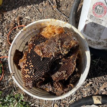 Beekeeper Nova - Pest Control Near Me