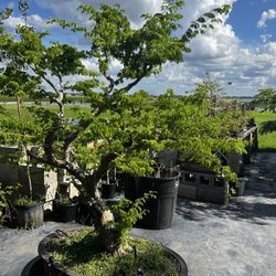 Large beautiful bonsai