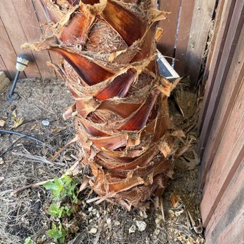 Commercial Tree Services - Palm tree before showing how close it was to our fence. - Tree Services Near Me - Los Angeles, California Commercial Tree Services - Palm tree before showing how close it was to our fence. - Tree Services Near Me - Los Angeles, California
