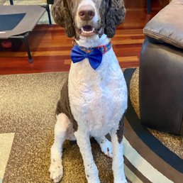 Normal grooming done by experienced groomer. NOT from petsmart