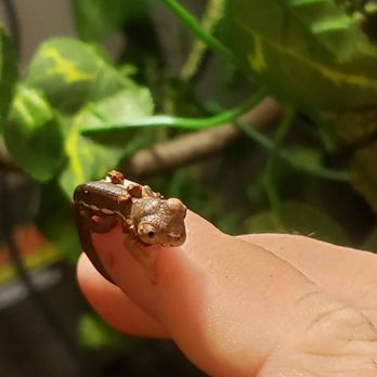 Chameleons 101 - Pet Breeders Near Me - Citrus Heights, California