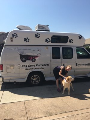 dog gone purrfect mobile grooming