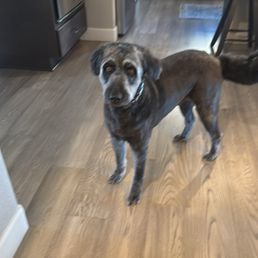Koda - our sweet boy! Koda - our sweet boy!