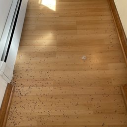 Termites