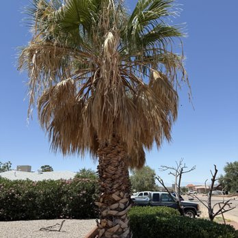 Robinson Services - Palm tree maintenance before - Lawn Services Near Me Robinson Services - Palm tree maintenance before - Lawn Services Near Me
