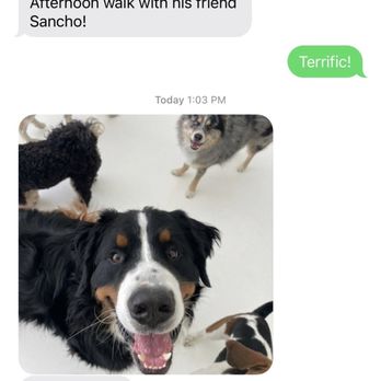 Pupper Club - They text you and let you know what's going on while you're away. Great touch! - Pet Groomers Near Me - San Diego, California