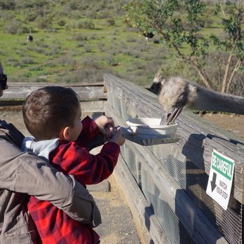 Ostrichland USA - Attraction Farms Near Me - Solvang, California