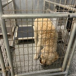 Canine Country Club - Dog Boarding