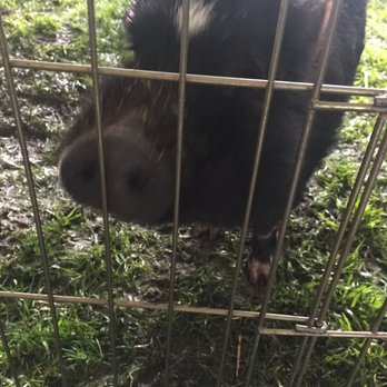 Reptacular Animals - Hamlet the pig was my favorite guest of honor. - Party & Event Planning Near Me - Sun Valley, California