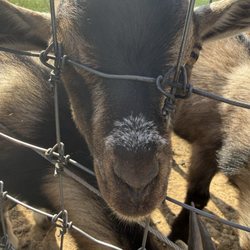 The Dairy Barn - Adorable goats!!!
