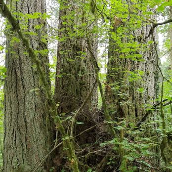 Rainbow Falls State Park - Parks Near Me - Chehalis, Washington