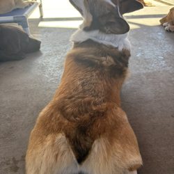 Splash Premier Pet Resort
