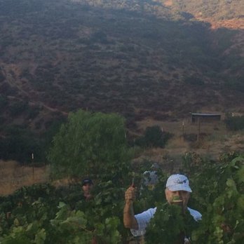 Old Survey Vineyards - Wineries Near Me - Escondido, California Old Survey Vineyards - Wineries Near Me - Escondido, California