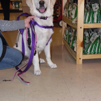 Icewind Shibas - Nelly modeling her new harness at The Hungry Puppy in Farmingdale , New Jersey. - Pet Stores Near Me - Phillipsburg, New Jersey