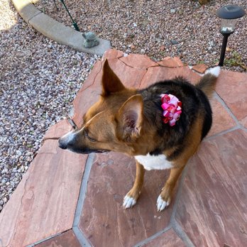 Bath Brush Express - Looking afar - Pet Groomers Near Me - Chandler, Arizona