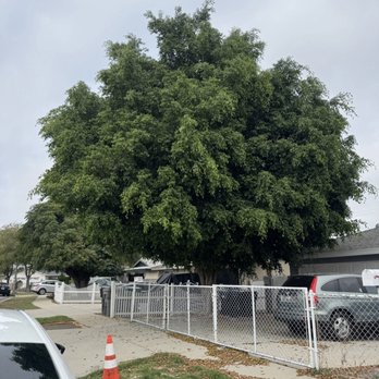 Timber Pros Tree Service - Tree Services Near Me - Fontana , California Timber Pros Tree Service - Tree Services Near Me - Fontana , California