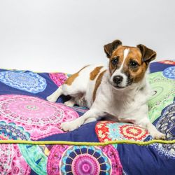 Hundekinder
