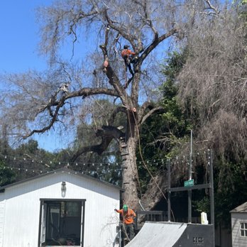 Go Green Tree Service - Free estimate call to green tree service - Tree Services Near Me Go Green Tree Service - Free estimate call to green tree service - Tree Services Near Me