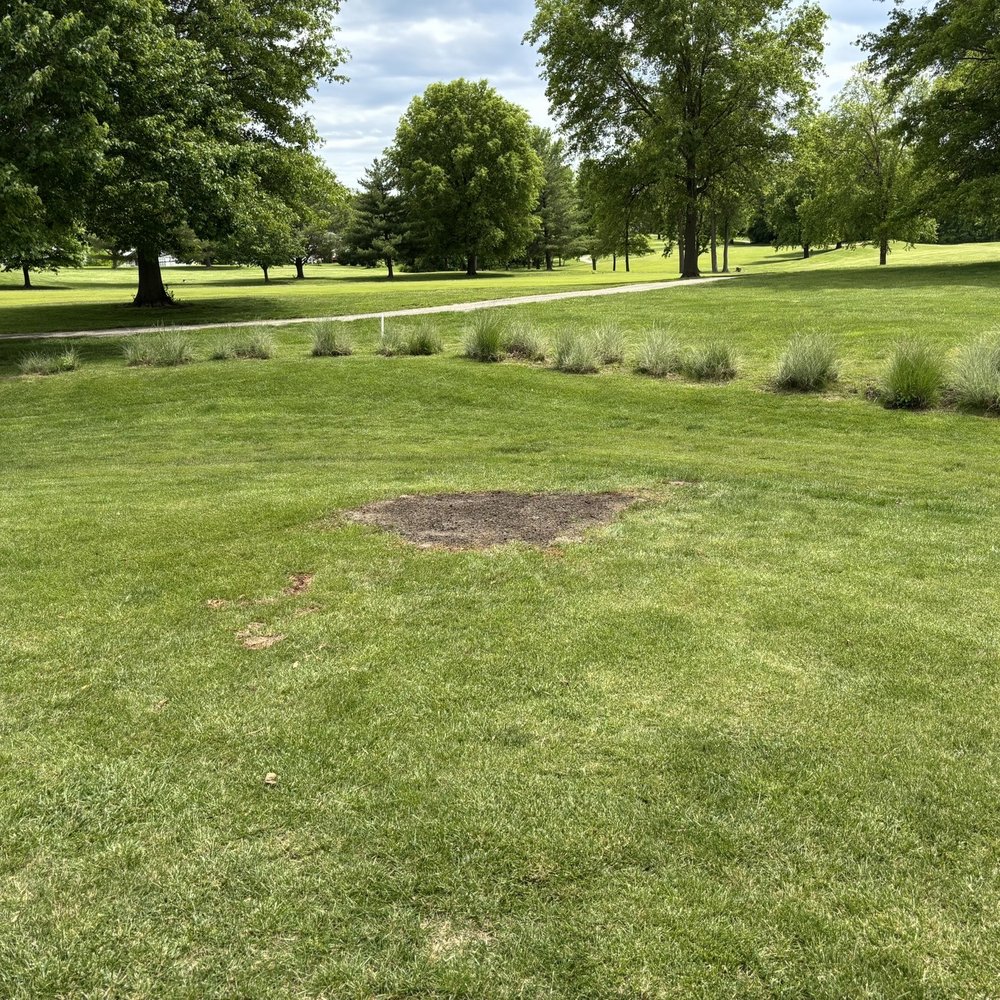 An Ideal Cut - This is the final result.  What a great job. - Tree Services Near Me