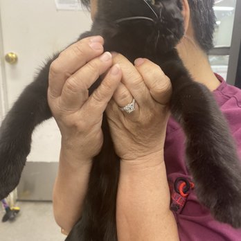 OCSP Cat Rescue - Animal Shelters Near Me - Fountain Valley, California OCSP Cat Rescue - Animal Shelters Near Me - Fountain Valley, California