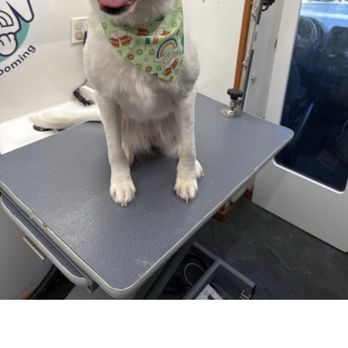 Wow My Dog - Snowwy being groomed - Pet Groomers Near Me
