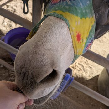 Forever Home Donkey Rescue and Sanctuary - Animal Shelters Near Me - Benson, Arizona