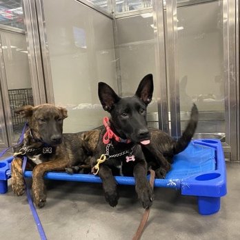 Paws 'n' Rec - Pet Training Near Me - Las Vegas, Nevada