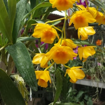 RF Orchids - Nurseries & Gardening Near Me - Homestead, Florida