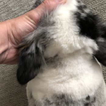 You Dirty Dog - What a crappy shave job on top of this uncalled for of a hair cut. - Pet Groomers Near Me You Dirty Dog - What a crappy shave job on top of this uncalled for of a hair cut. - Pet Groomers Near Me