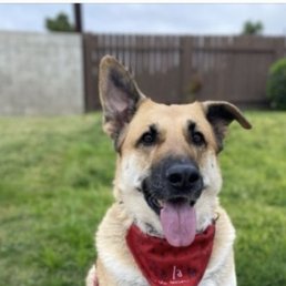 Nala always comes back looking and smelling, like a million bucks!!! Nala always comes back looking and smelling, like a million bucks!!!