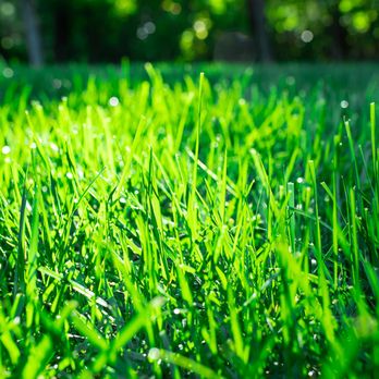TruGreen Lawn Care - Lawn Services Near Me - Oscoda, Michigan TruGreen Lawn Care - Lawn Services Near Me - Oscoda, Michigan
