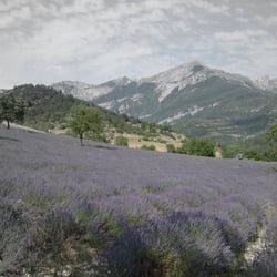 Distillerie Bleu Provence