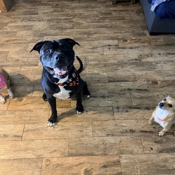 Brush N Pupps Grooming - Three happy and freshly groomed babies! - Pet Groomers Near Me - Moreno Valley, California
