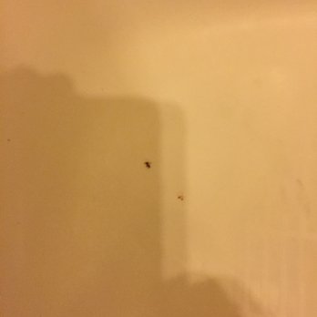 Atascadero Inn - Bugs in bathroom. - Hotels Near Me - Atascadero, California Atascadero Inn - Bugs in bathroom. - Hotels Near Me - Atascadero, California