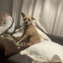 Photo of Tigerlily's Retreat Dog Boarding & Doggie Daycare