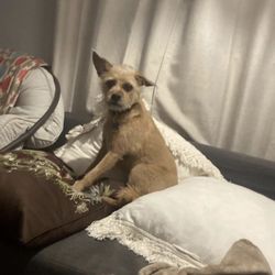 Tigerlily's Retreat Dog Boarding & Doggie Daycare